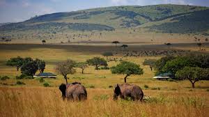 maasai mara safari