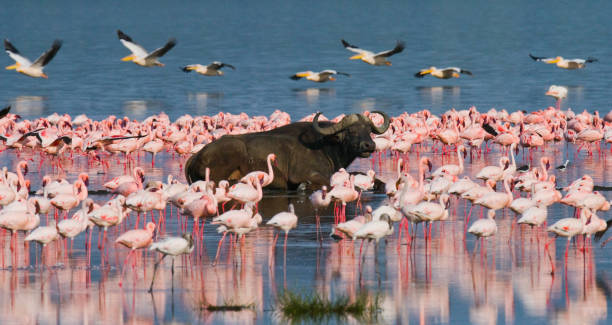 nakuru flamingo tour