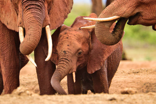 tsavo east expedition